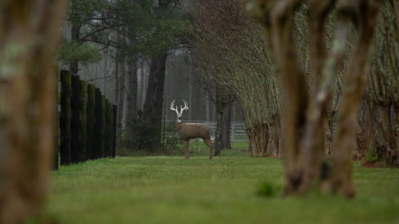 Blem GlenDel Buck - Image 3