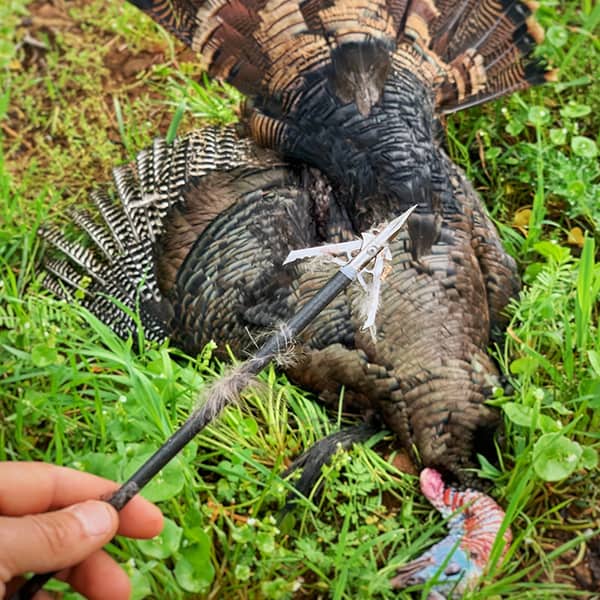 hunting-prostaff-lifestyle-8 dead turkey background with an arrow close up