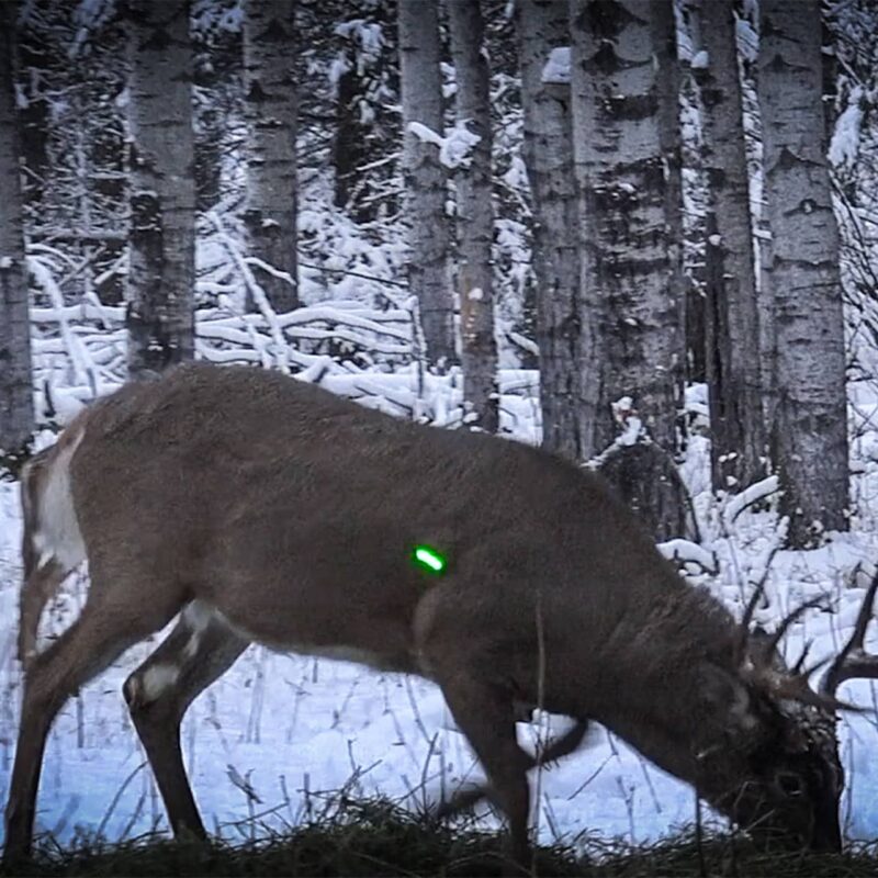 Nockturnal GT-Nock - Image 5