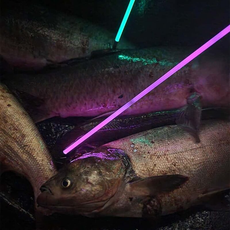 Sabre Lighted Bowfishing Arrow - Image 4
